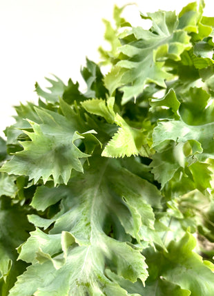 Phlebodium Davana