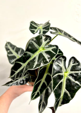 Alocasia Bambino Arrow