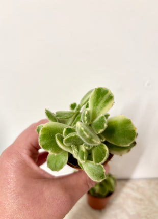Cotyledon Ladismithiensis/Bear paws