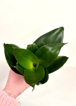 Sansevieria Hahnii