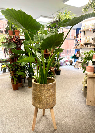 Rattan effect planter