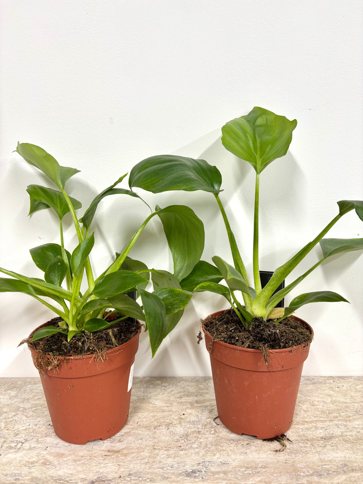 Philodendron Warzewiczii