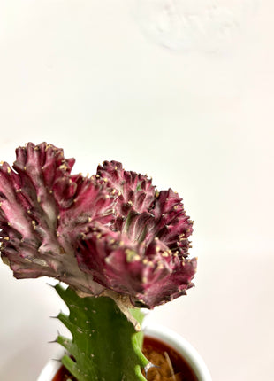 Euphorbia