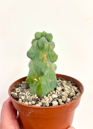 Myrtillocactis Nipel/Boobie cactus