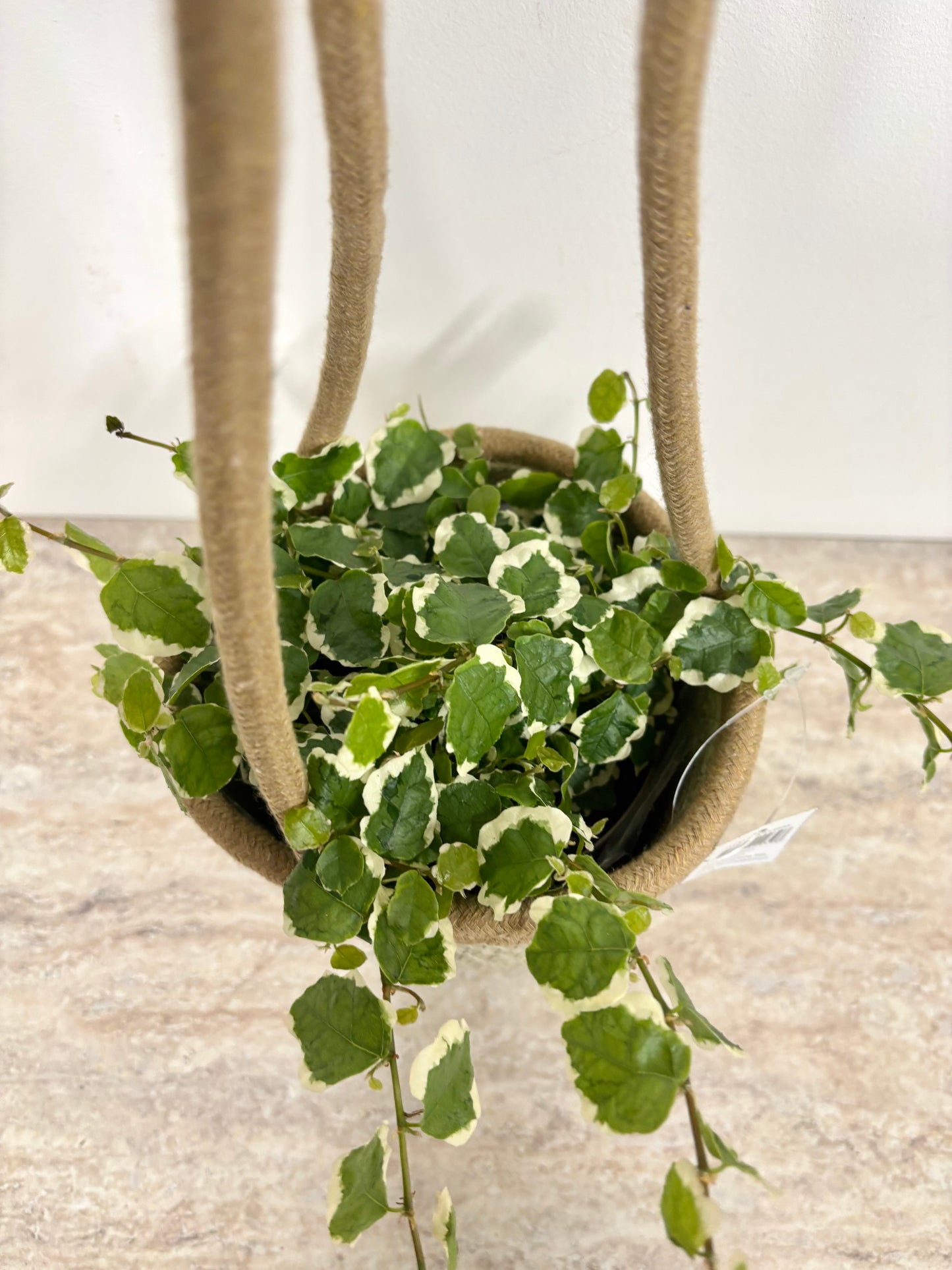 Tripod hanging basket