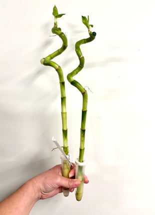 Dracaena Lucky Bamboo