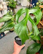 Monstera Burle Marx Flame