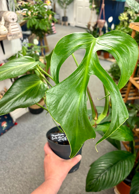 Monstera Burle Marx Flame