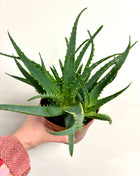 Aloe Arborescens