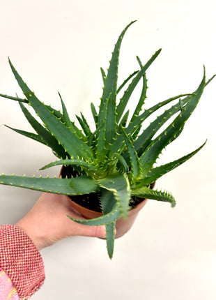 Aloe Arborescens