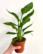 Strelitzia Nicolai / Bird Of Paradise