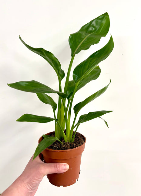 Strelitzia Nicolai / Bird Of Paradise