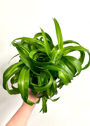 Chlorophytum Green Bonnie