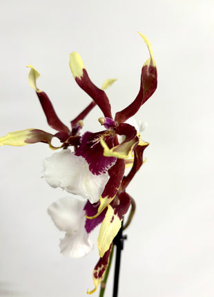 Cambria Orchid