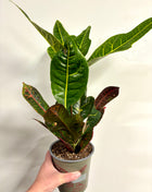 Codiaeum/Croton