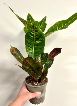 Codiaeum/Croton