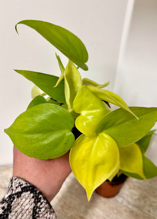 Epipremnum Neon Pothos