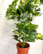 Faux Schefflera variegated