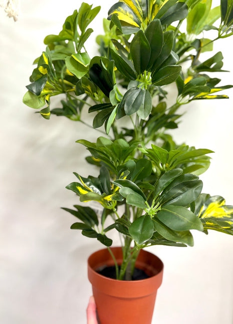 Faux Schefflera variegated