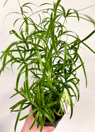Asparagus Falcatus