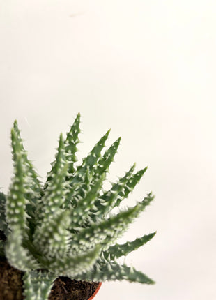 Aloe Humilis Shark