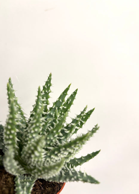 Aloe Humilis Shark