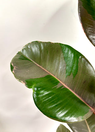 Ficus Pink Camouflage