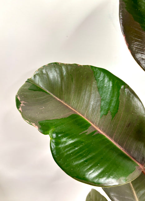 Ficus Pink Camouflage