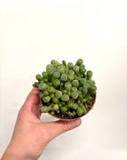 Fenestraria Rhopalophylla