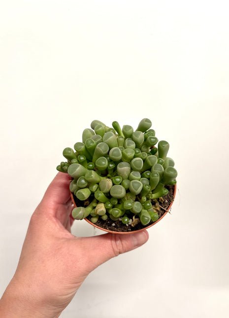Fenestraria Rhopalophylla
