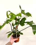Philodendron Florida