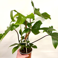 Collection image for: Hanging & Climbing Plants