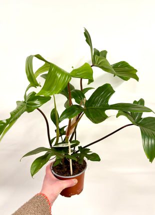 Philodendron Florida