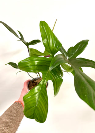Philodendron Florida