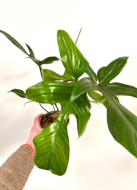 Philodendron Florida
