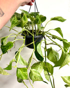 Epipremnum Marble Queen