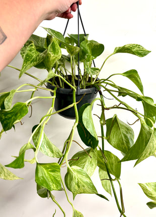 Epipremnum Marble Queen
