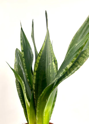 Sansevieria Whitney