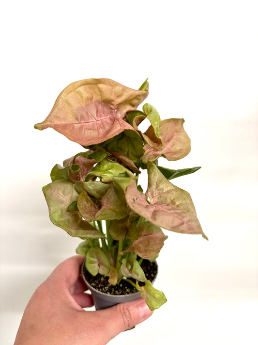 Syngonium Red Heart
