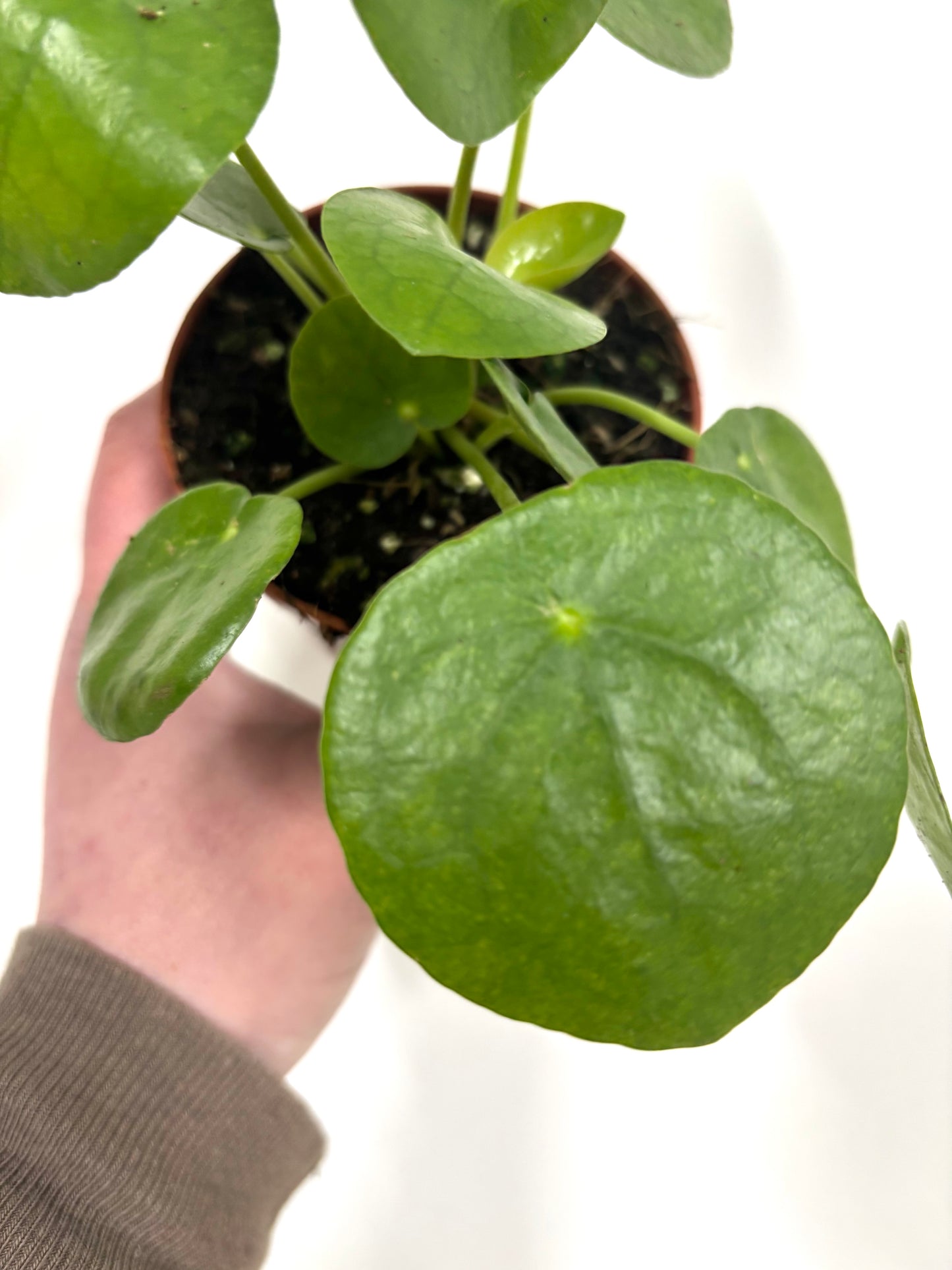 Pilea Peperomioides