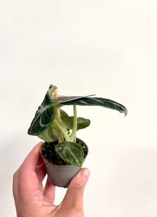 Alocasia Ninja