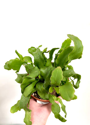 Epiphyllum Guatemalense