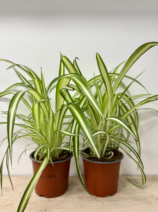 Chlorophyttum / Spider plant