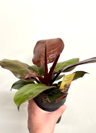 Philodendron Cherry Red