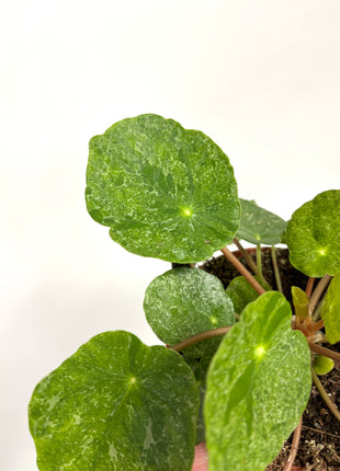 Pilea ‘Sugar’