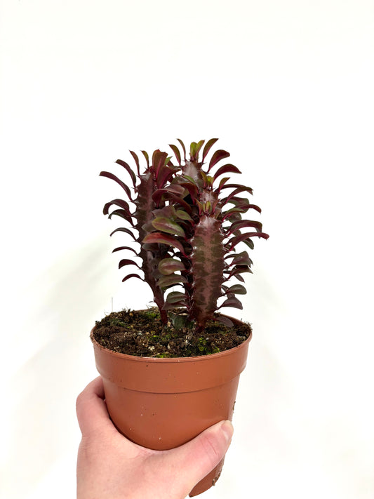 Euphorbia Trigona Ruba