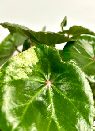 Begonia carre rouge variegated
