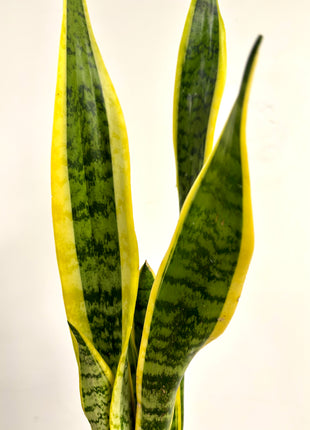 Sansevieria Laurentii