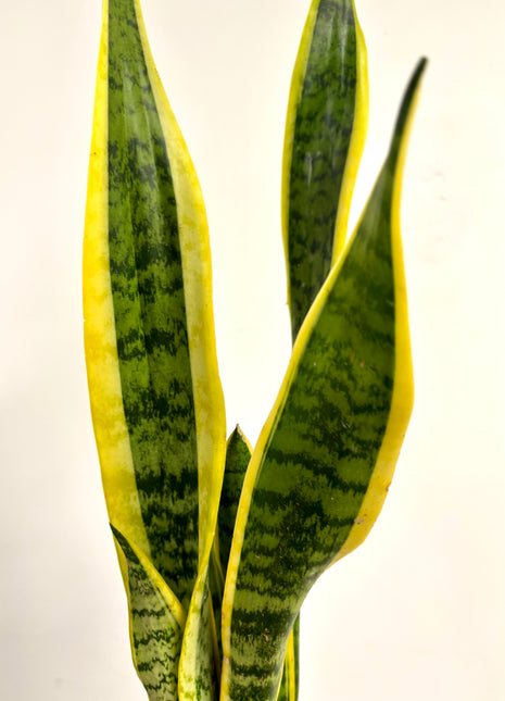 Sansevieria Laurentii