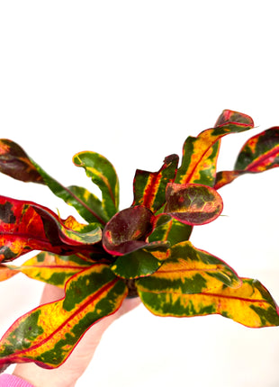 Croton / Codiaeum